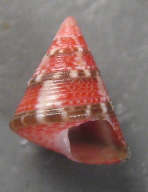 Jujubinus striatus f. depictus da Skerki